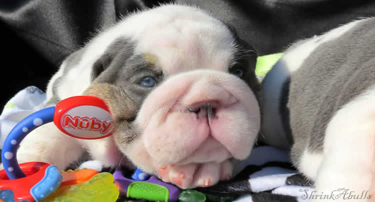 blue eyes bulldog